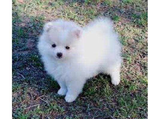 πανέμορφο Pomeranian κουτάβια